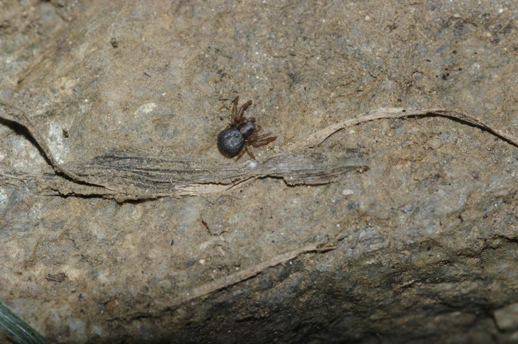 Ozyptila sp. - Arcavacata di rende (CS)